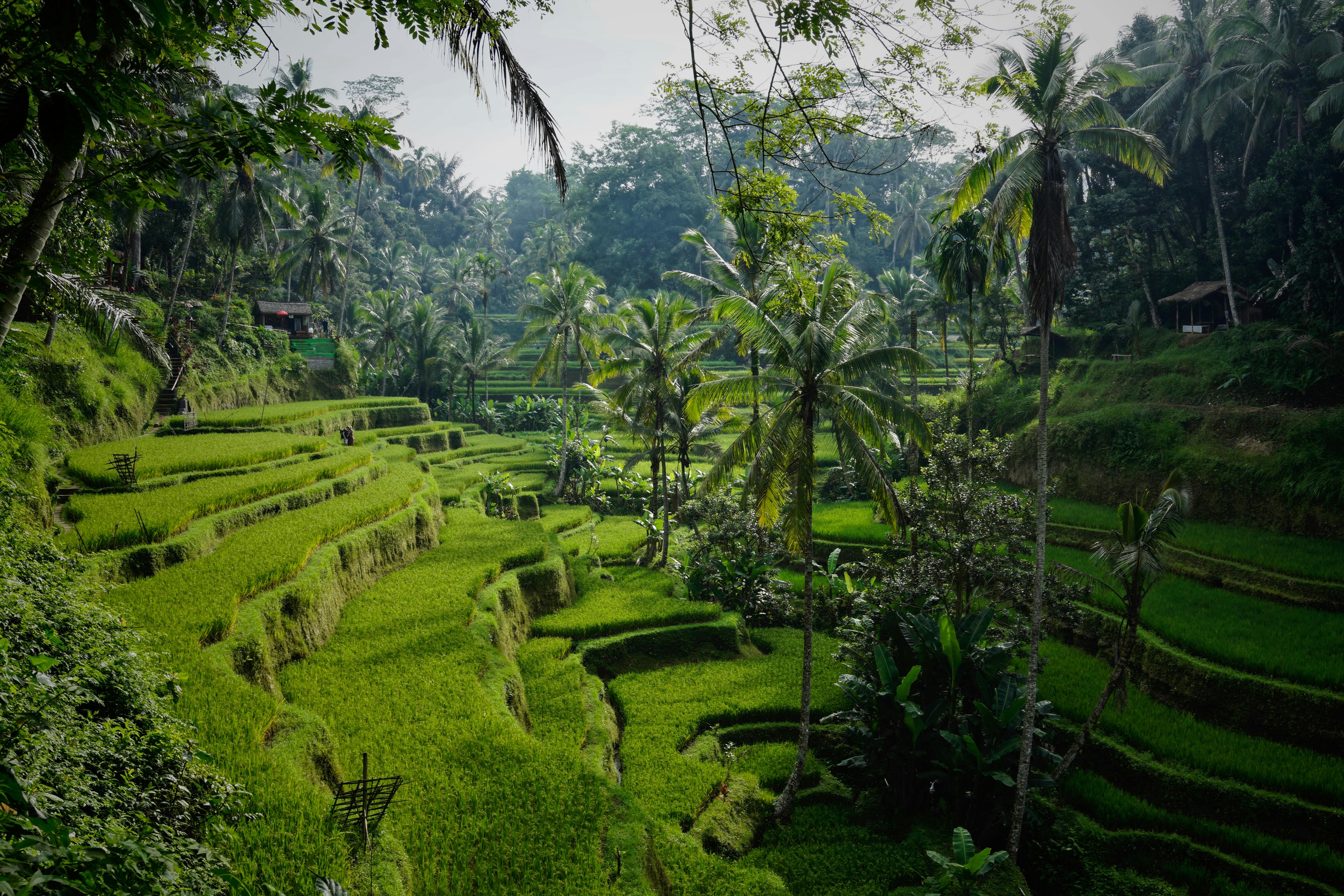 bali - murrays pharmacy